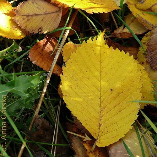 wiąz szypułkowy, Ulmus laevis, liść jesień